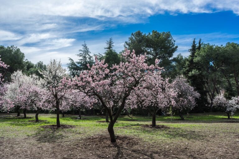 De amandel in de natuur
