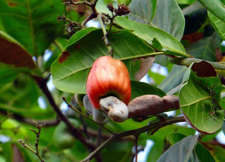 Zo groeit hij: Cashewnoot