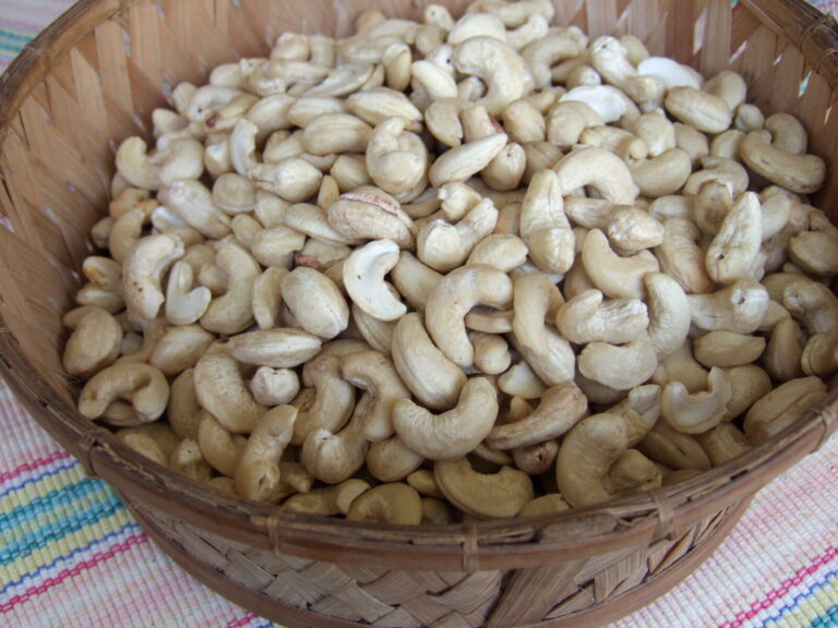 Cashewnoot in de dop — Anacardium occidentale