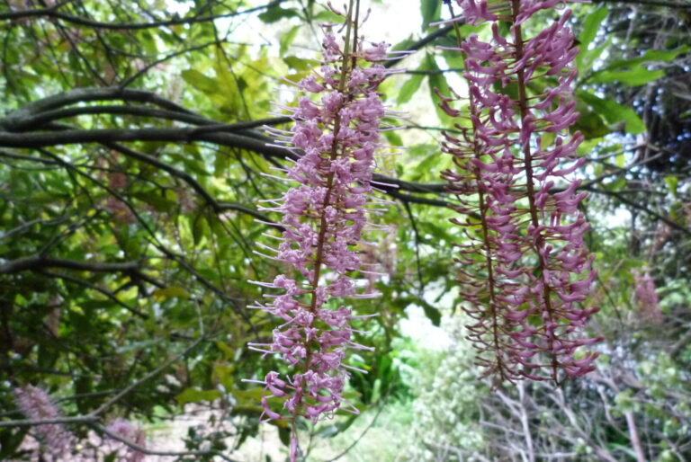 De macadamia in de natuur