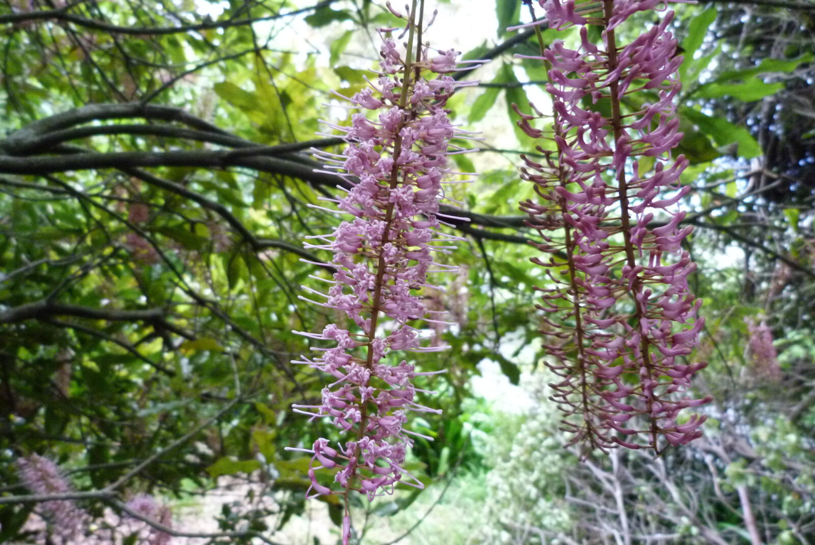De macadamia in de natuur