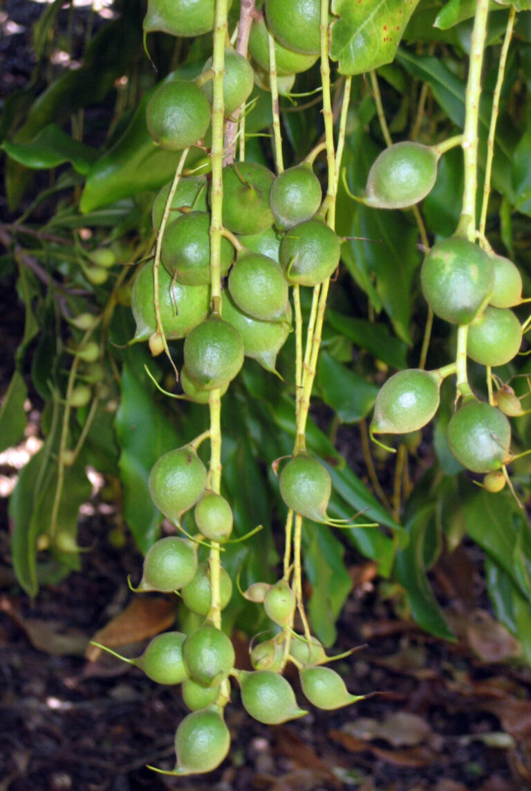 Zo groeit hij: Macadamia