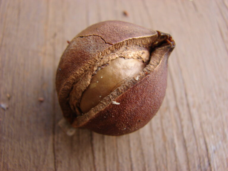Macadamia in de dop — Macadamia integrifolia