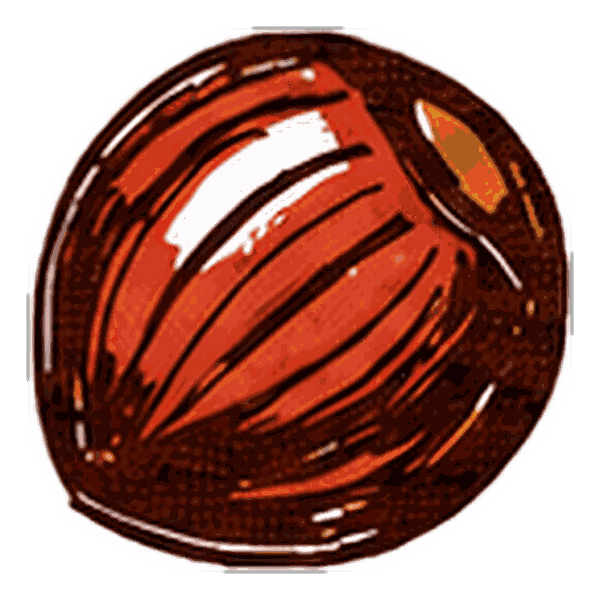 Hazelnoot