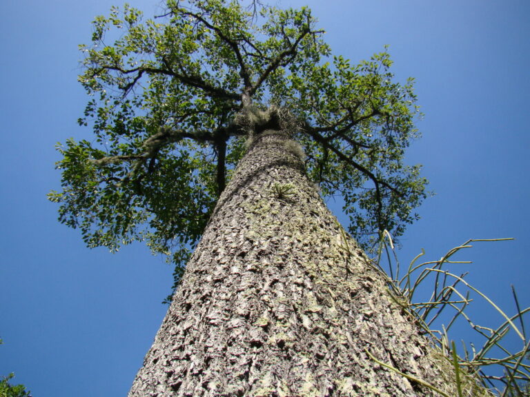 De paranoot in de natuur