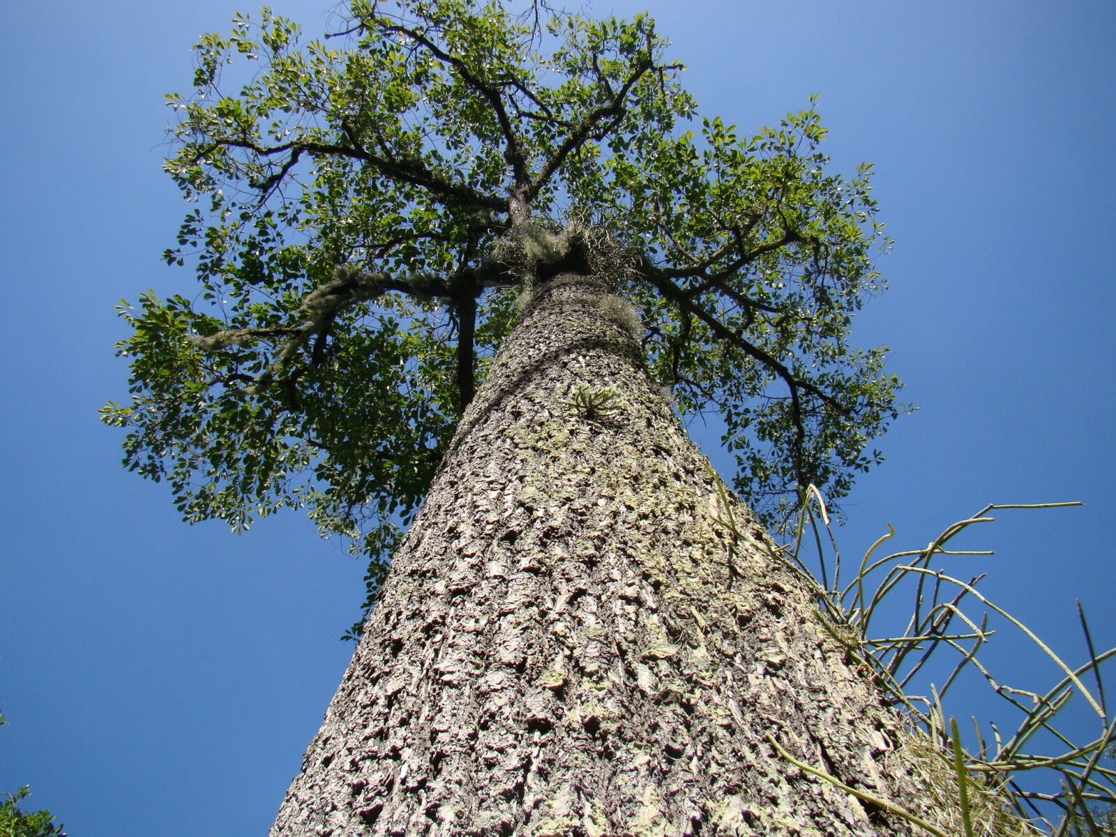 De paranoot in de natuur