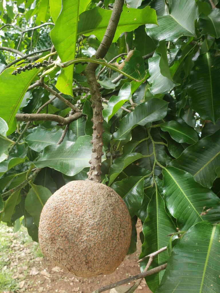 Zo groeit hij: Paranoot