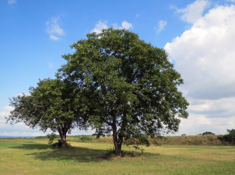 De walnoot in de natuur
