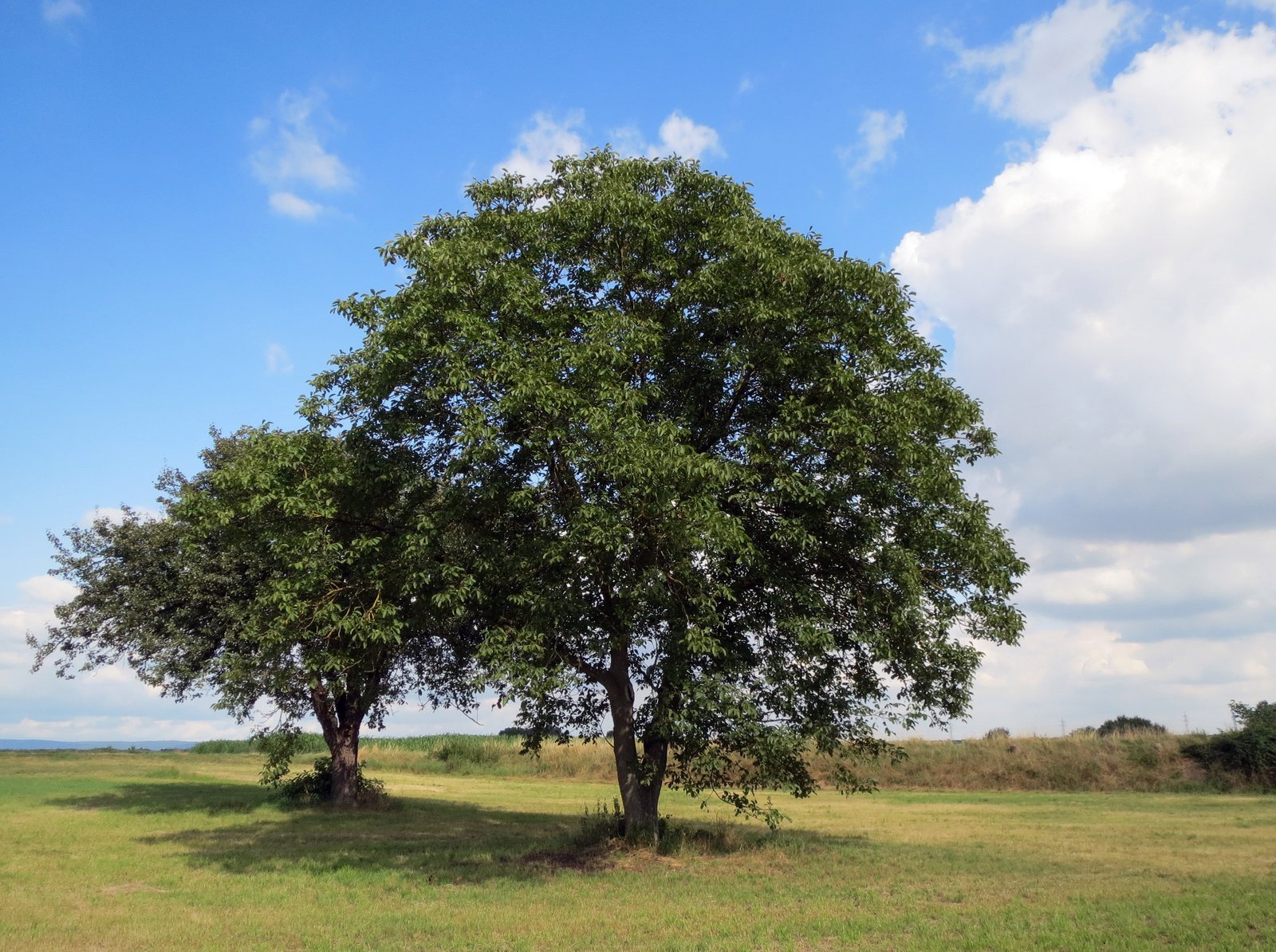 De walnoot in de natuur