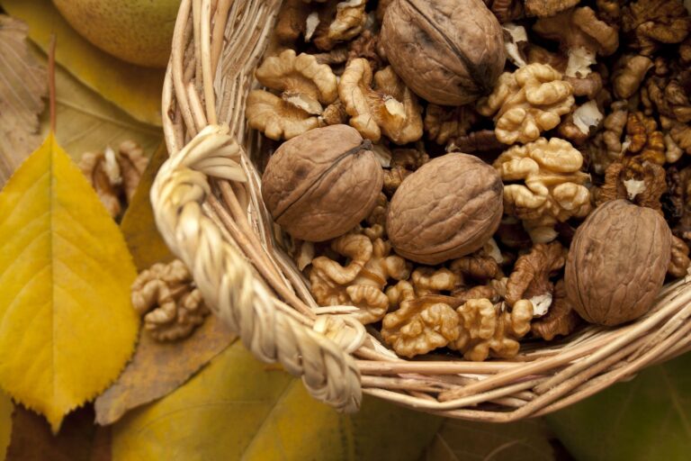 Walnoot in de dop — Juglans regia