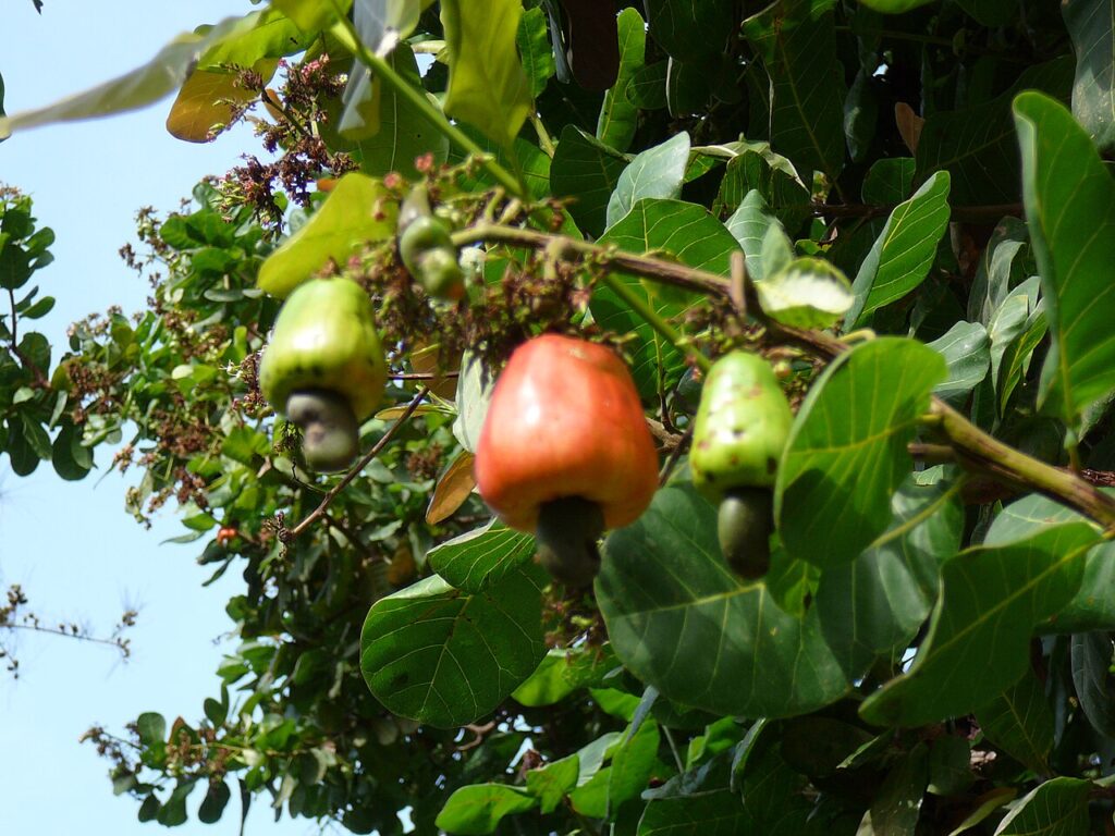 Rijpe cashewappel met noot aan de boom