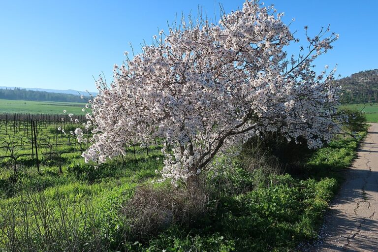 Amandelboom in bloei