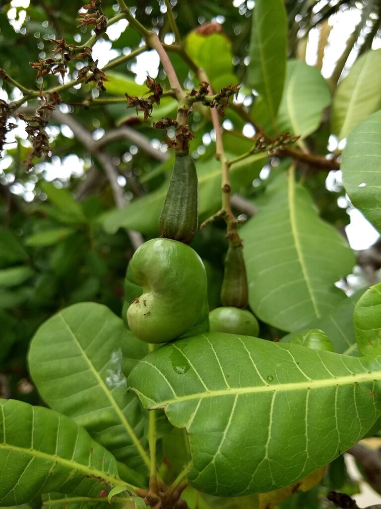 De cashewnoot in de natuur