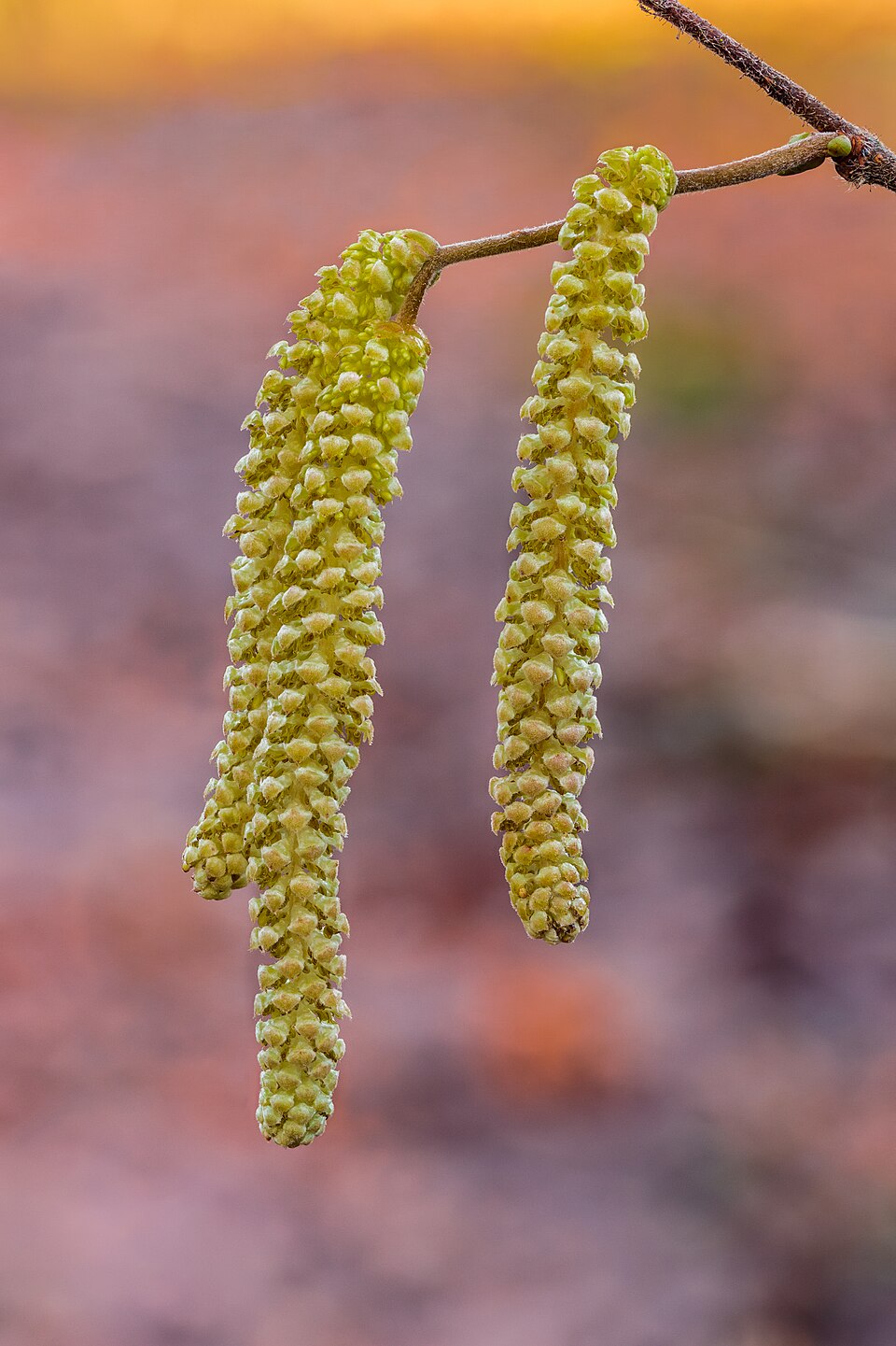 De hazelnoot in de natuur