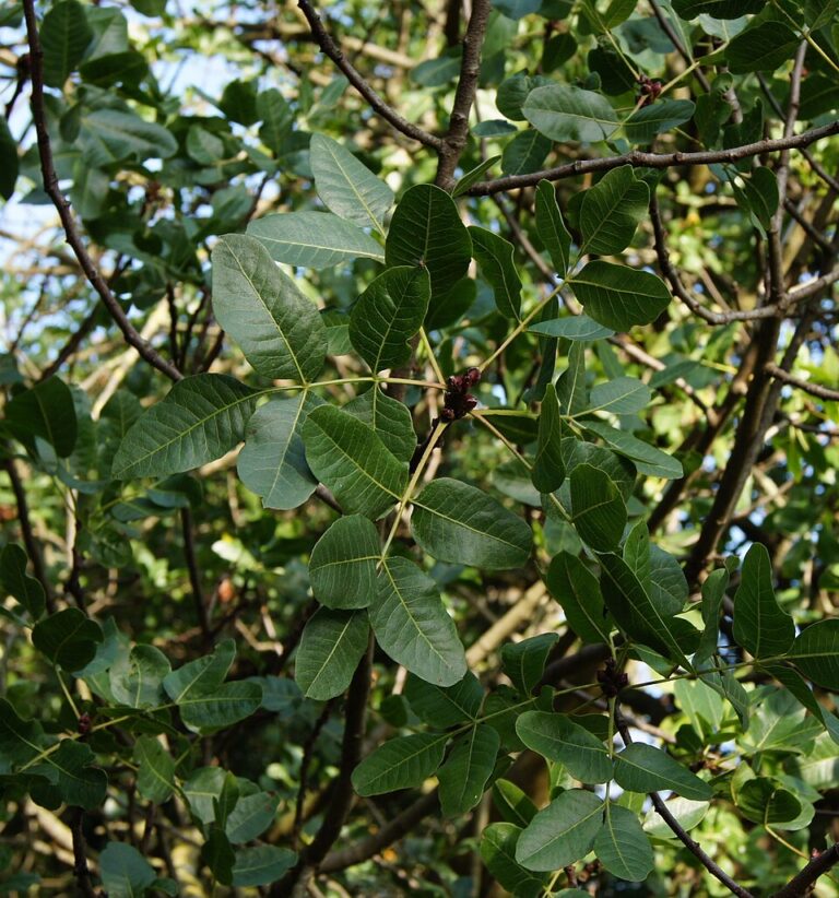 De pistache in de natuur