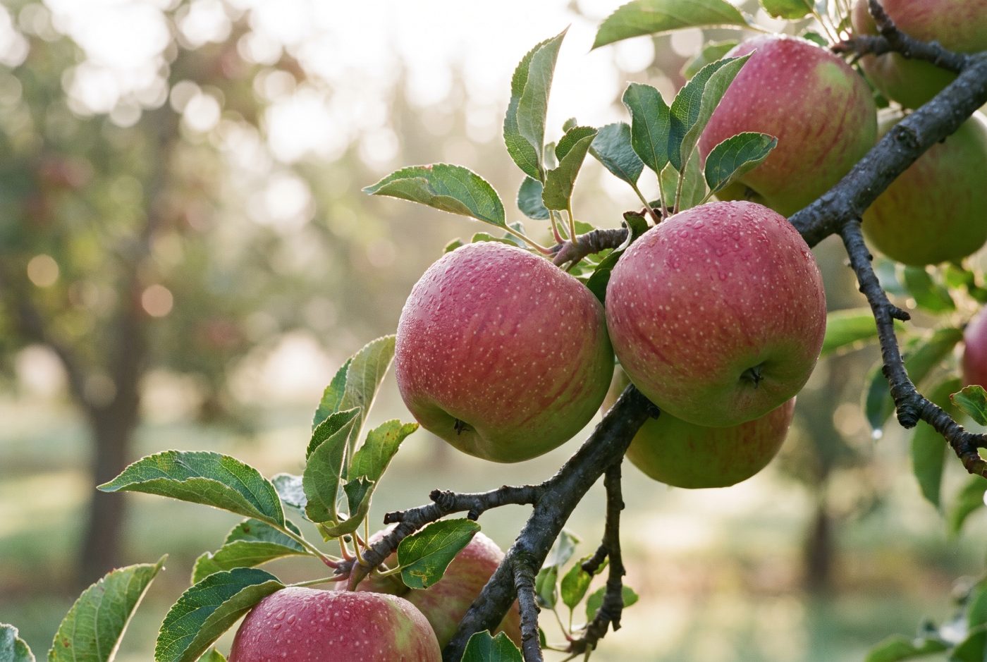 Zo groeit hij: Gedroogde appel