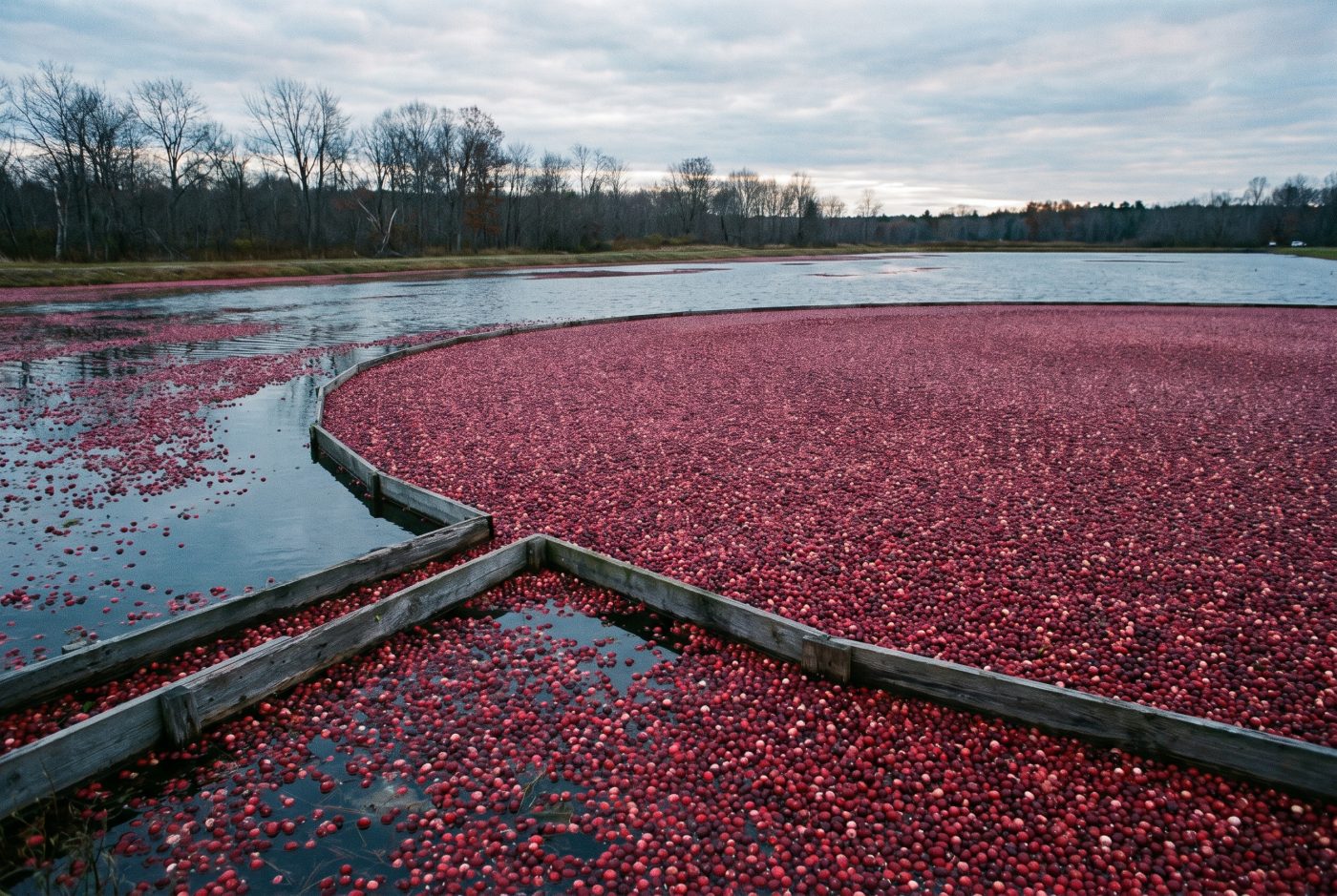 De cranberry in de natuur