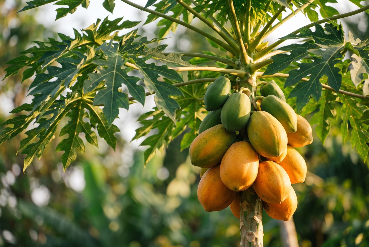 Wat zit erin: Fruitmix
