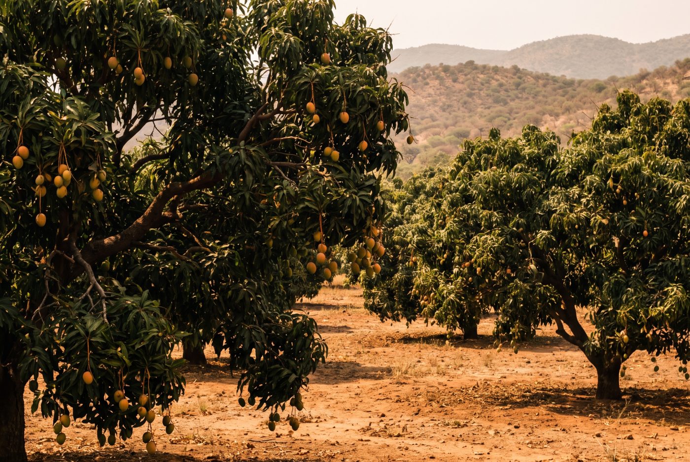 De mango in de natuur