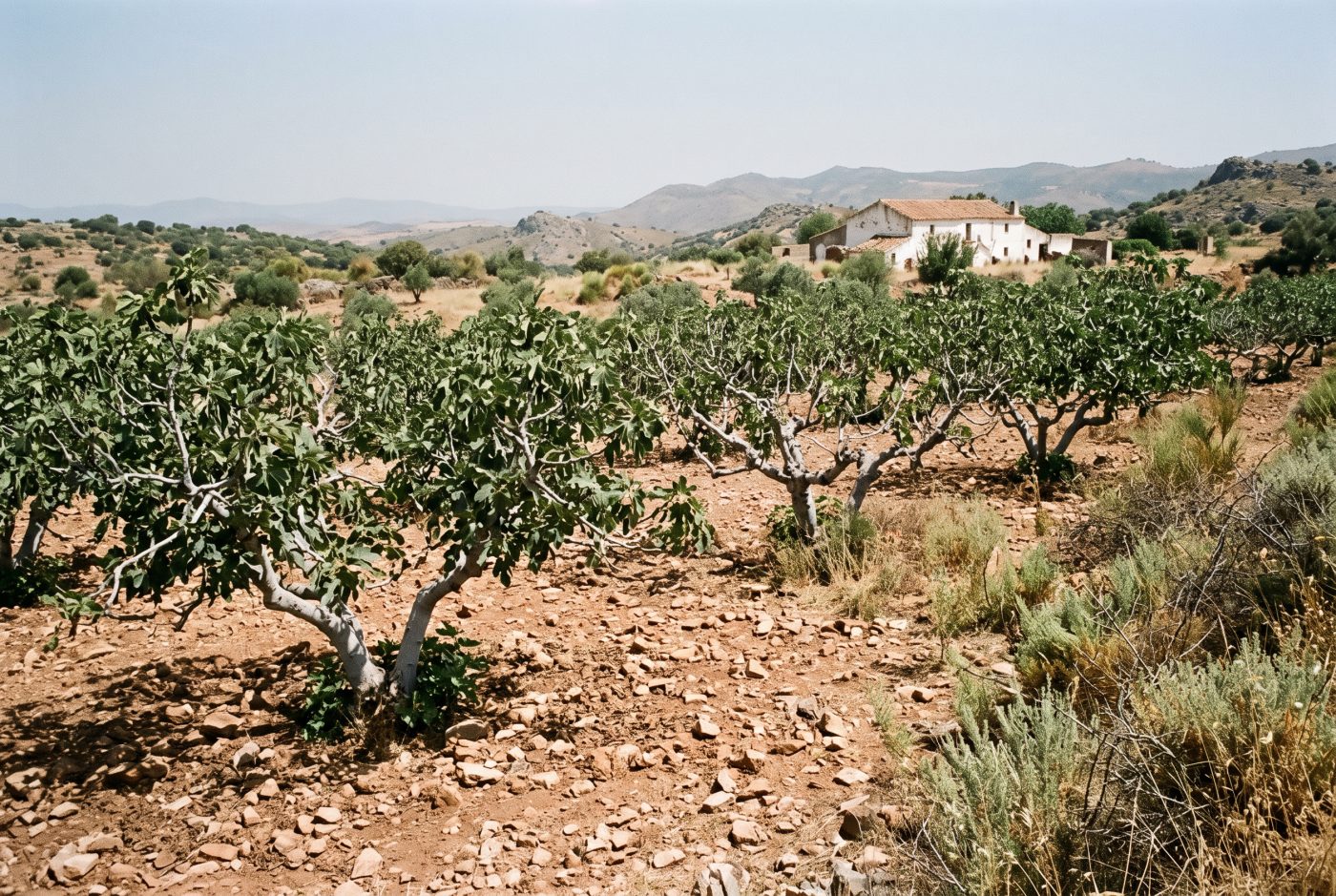 De Spaanse mini vijg in de natuur